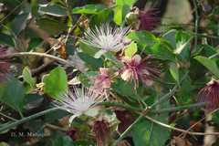 Capparis zeylanica